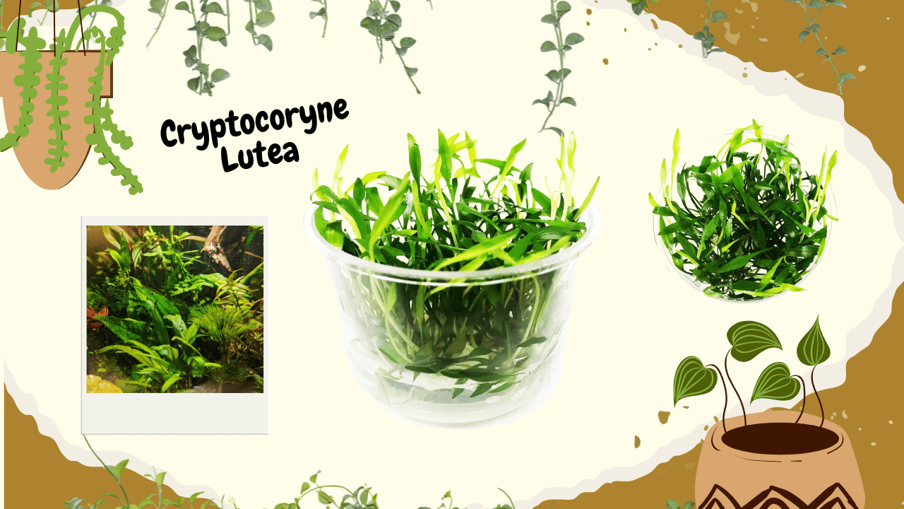 A bright, scrapbook-style graphic showcasing Cryptocoryne Lutea, another favored plant for nano aquariums, with a picture of it in an aquarium environment and a close-up of the plant, set against a backdrop of charmingly illustrated plants and splashes of paint.