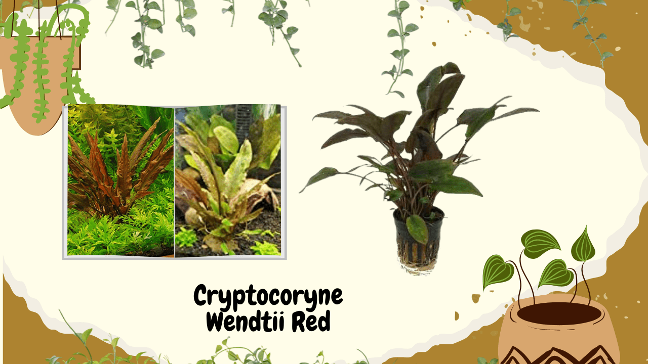 A colorful and descriptive presentation of Cryptocoryne Wendtii Red, a popular aquarium plant, including pictures of the plant both in an aquarium and as a potted specimen, accompanied by illustrated elements and paint splashes, with the name "Cryptocoryne Wendtii Red" prominently noted.