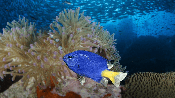 Damselfish-swimming