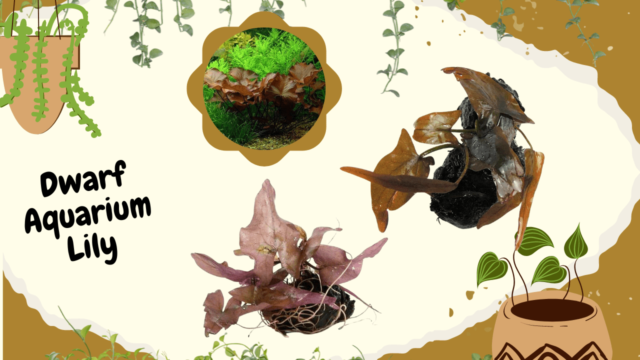 A collage featuring the Dwarf Aquarium Lily, with images of the plant in an aquatic setting and a visual of the lily's rhizome, surrounded by botanical drawings and splattered paint accents, topped with the text "Dwarf Aquarium Lily" in bold lettering.