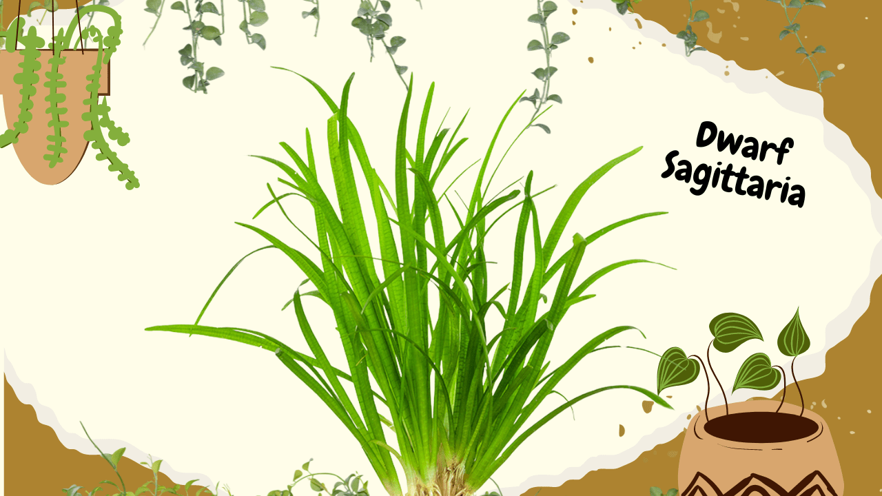 An image displaying a lush green Dwarf Sagittaria plant with long, narrow leaves, centered on a natural-toned background complemented by hand-drawn plant motifs, with the text "Dwarf Sagittaria" prominently displayed.