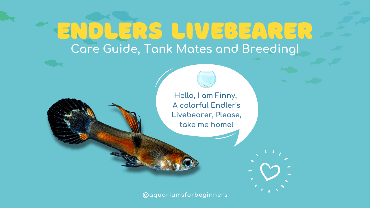 Endlers-Livebearer_-Care-Guide-Tank-Mates-and-Breeding