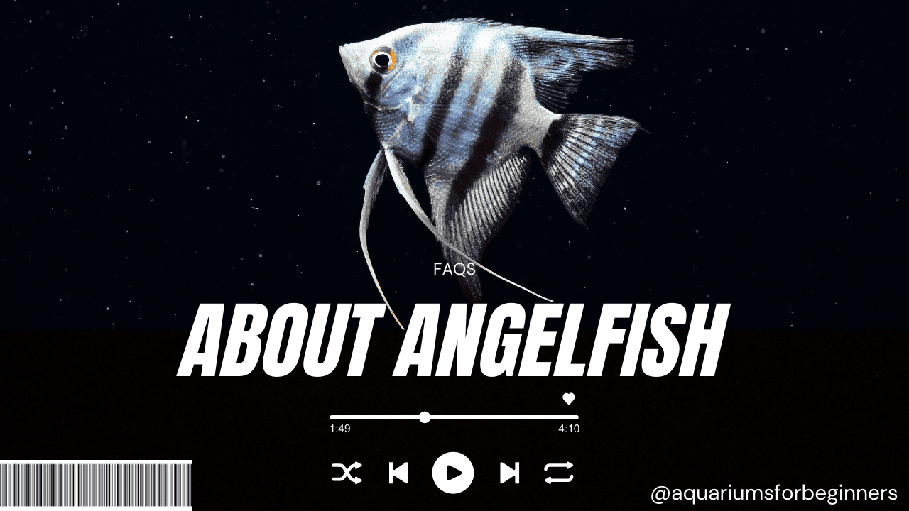 FAQs-About-Angelfish