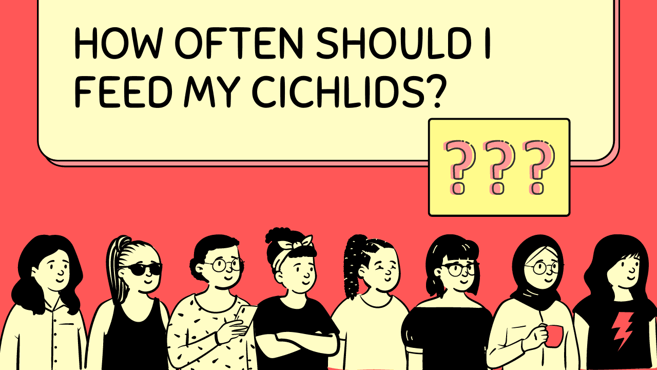 Illustration of people with 'How often should I feed my cichlids?' text.
