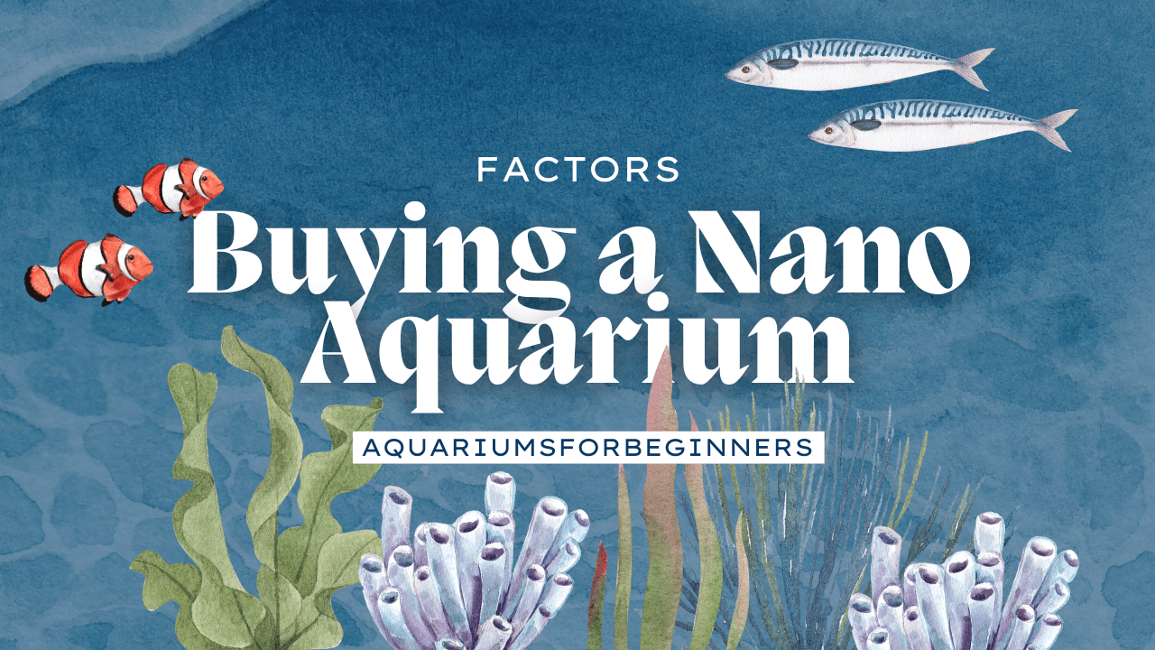 Factors-to-Consider-When-Buying-a-Nano-Aquarium