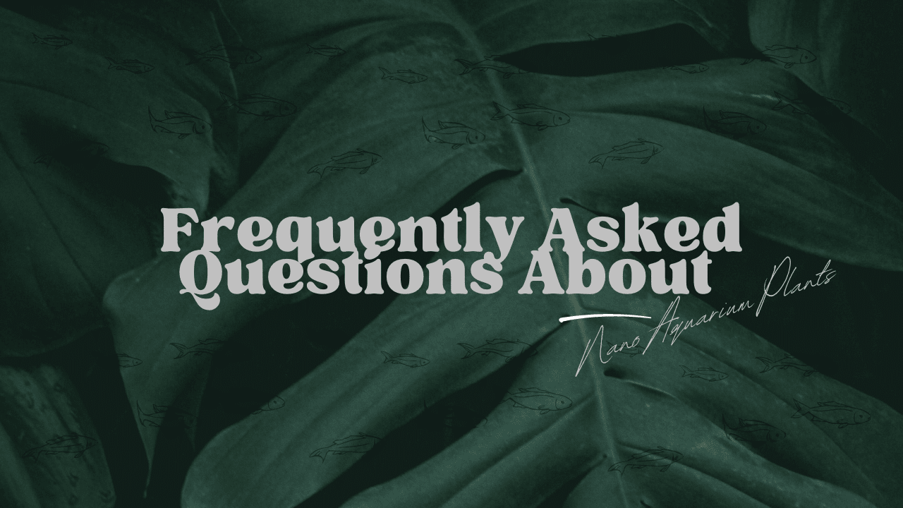 Dark-themed image with "Frequently Asked Questions About Nano Aquarium Plants" overlaid on top of a leafy background that subtly incorporates fish silhouettes, giving a textured look.