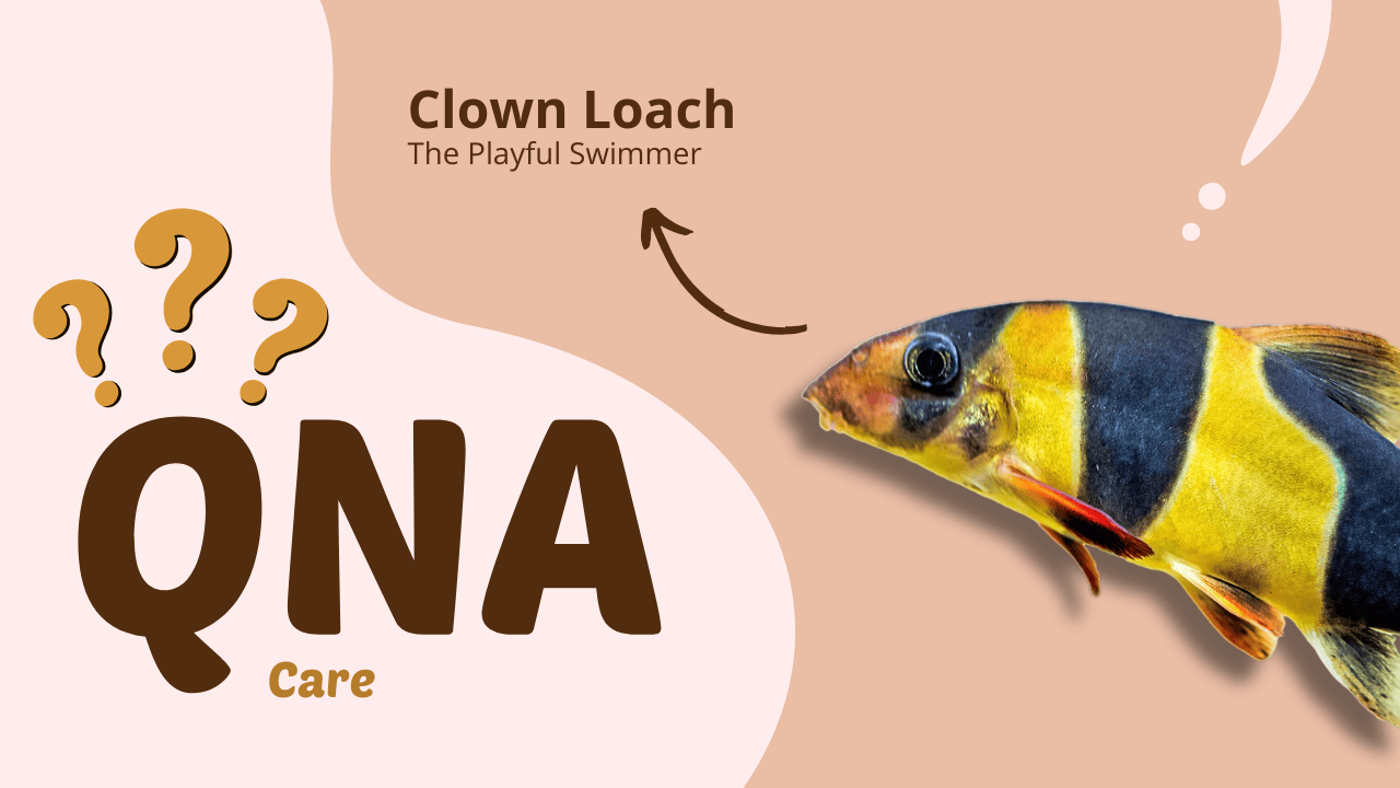 Frequently-Asked-Questions-for-Clown-Loach-Care