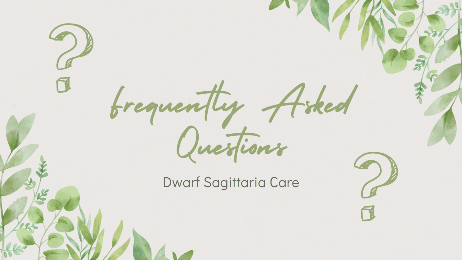 Frequently-Asked-Questions-for-Dwarf-Sagittaria-Care