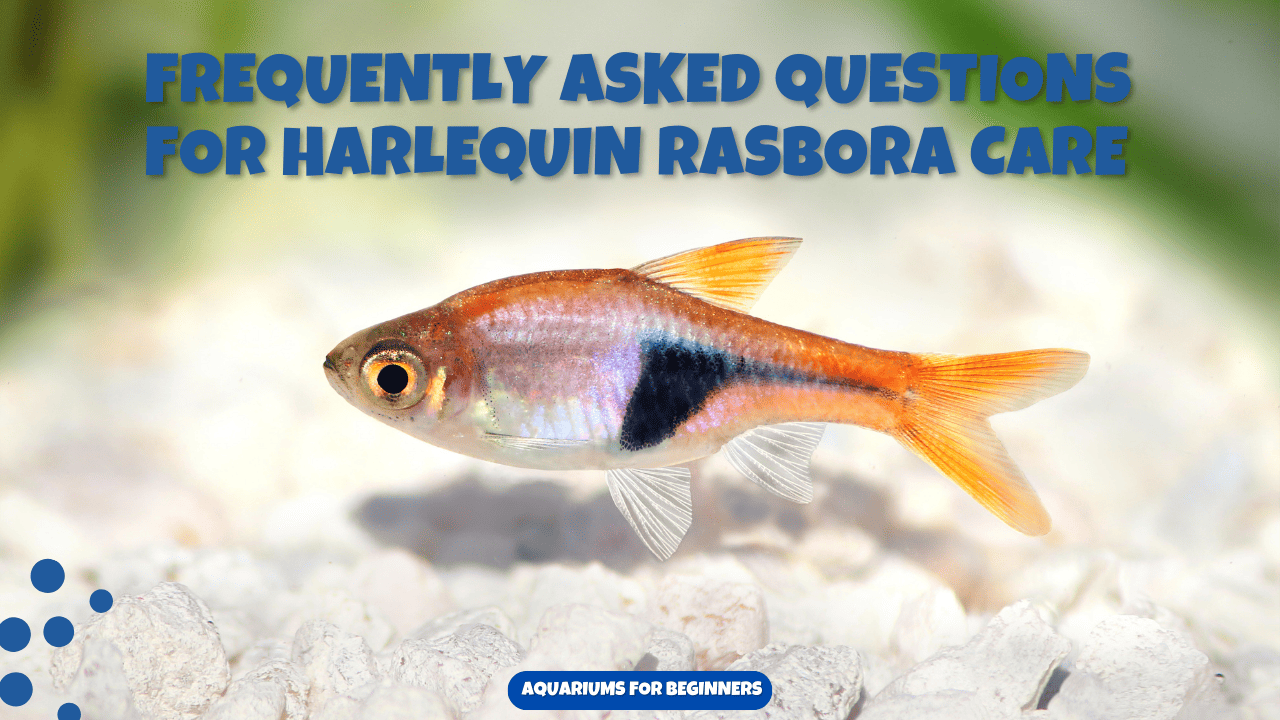 Frequently-Asked-Questions-for-Harlequin-Rasbora-Care