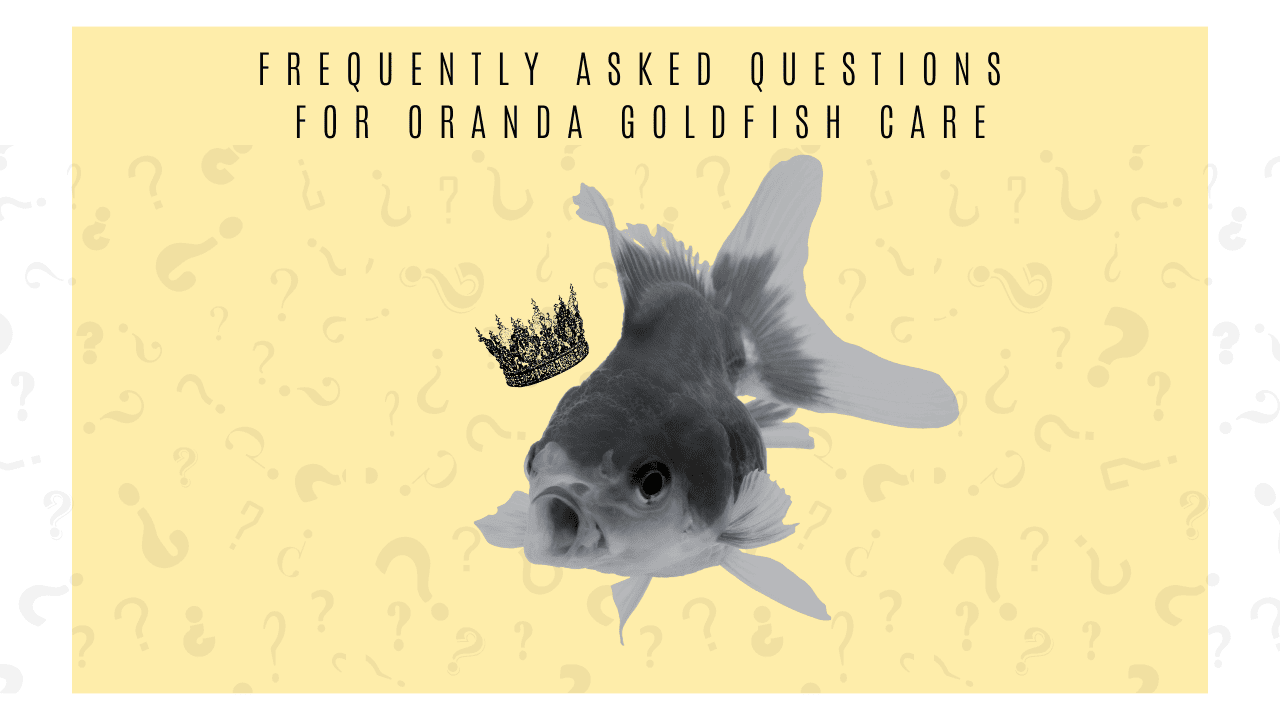 A page from "The Definitive Oranda Goldfish Care Guide (2024)" highlighting "Frequently Asked Questions for Oranda Goldfish Care". It showcases an oranda with a digitally placed crown, set against a pale yellow background with question marks, indicating a resource for common queries.