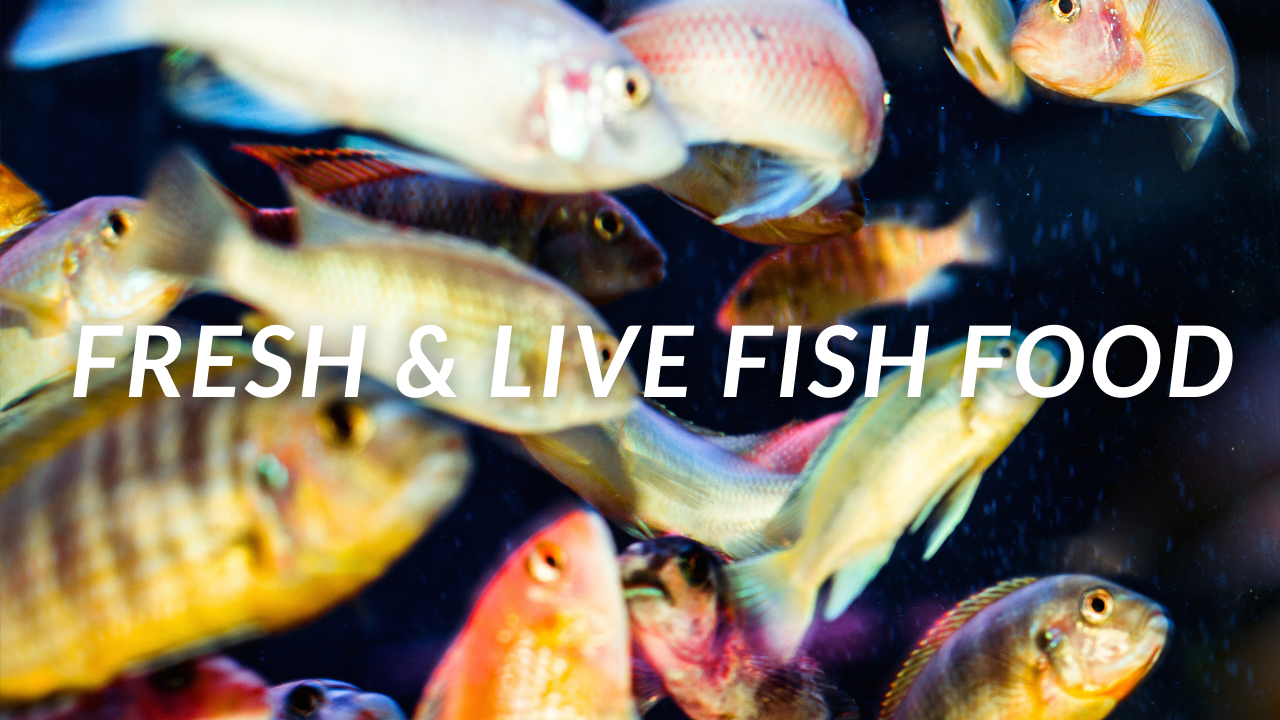 Text overlay saying 'Fresh & Live Fish Food' on a background of swimming fish.