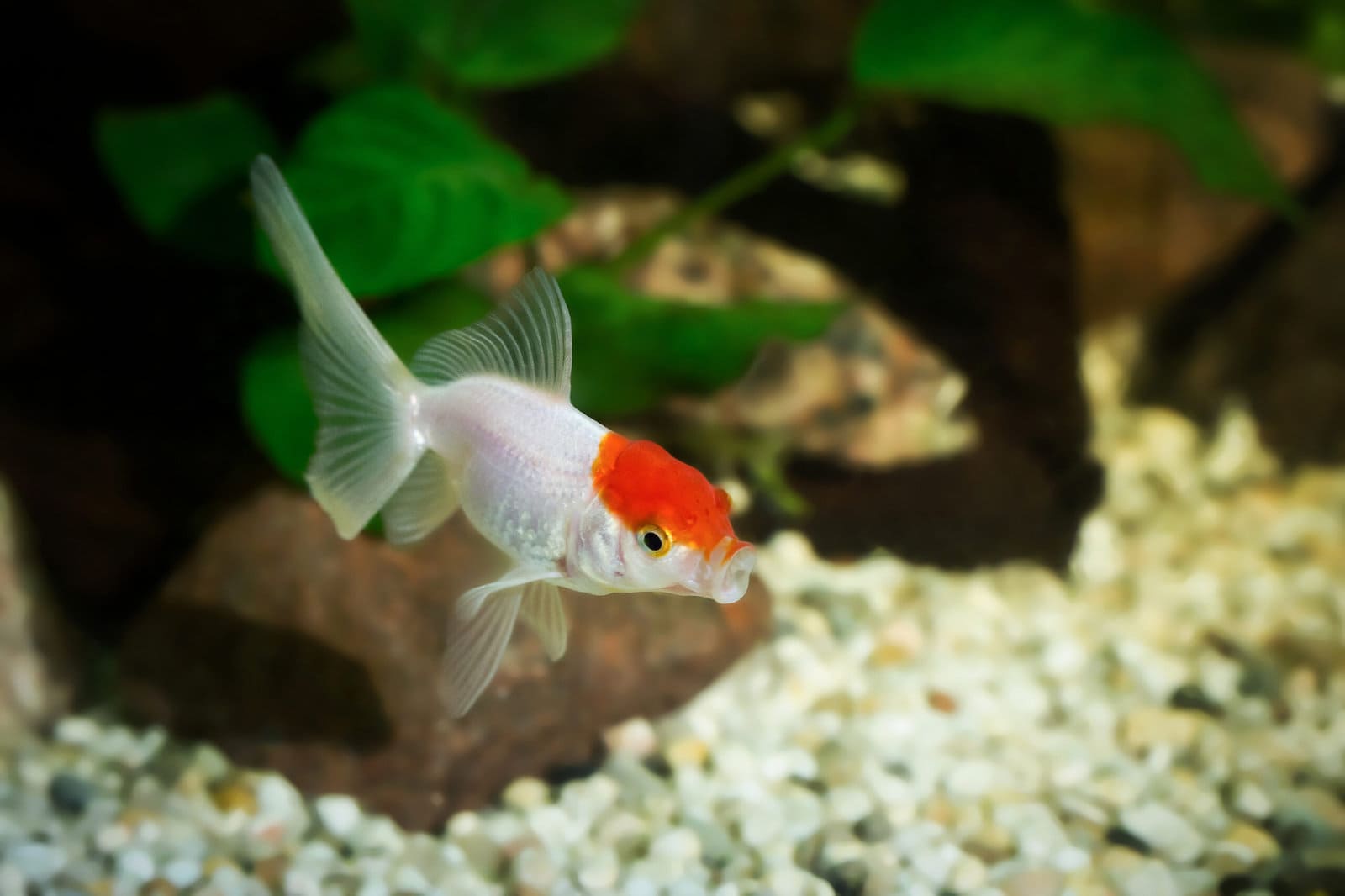 Goldfish-scaled