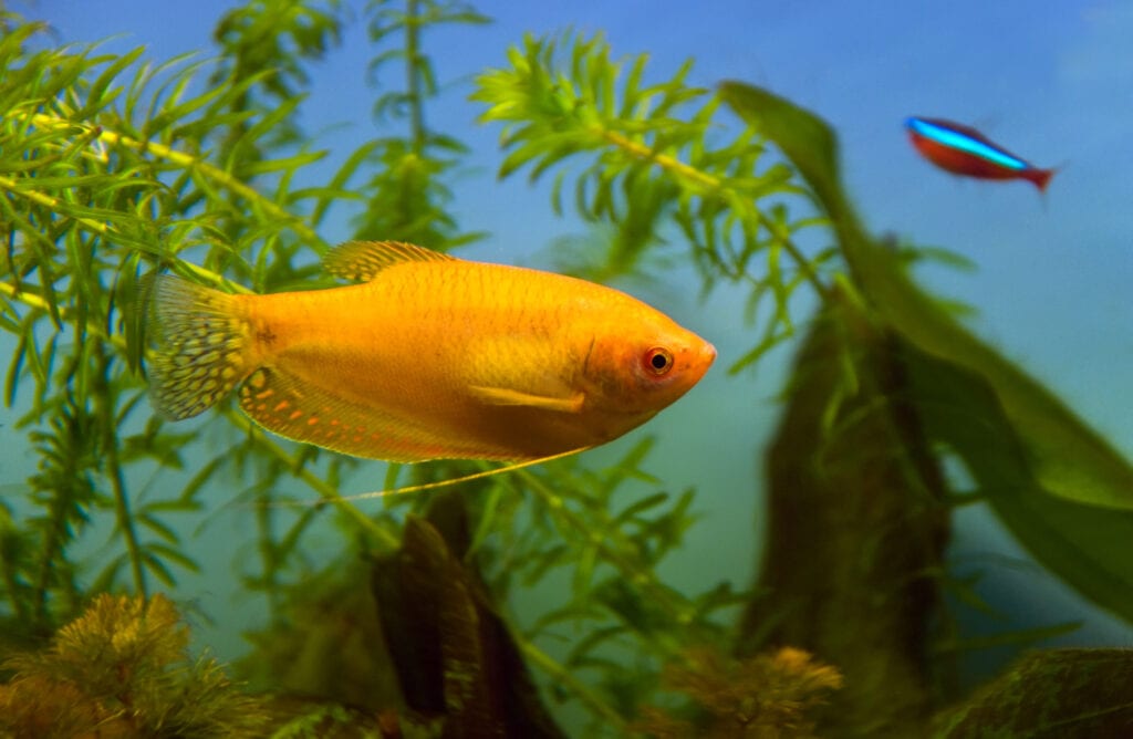 Gourami-Tank-Mates