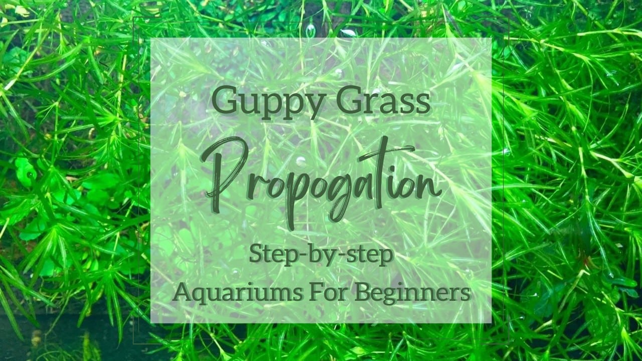 Guppy-Grass-Propagation