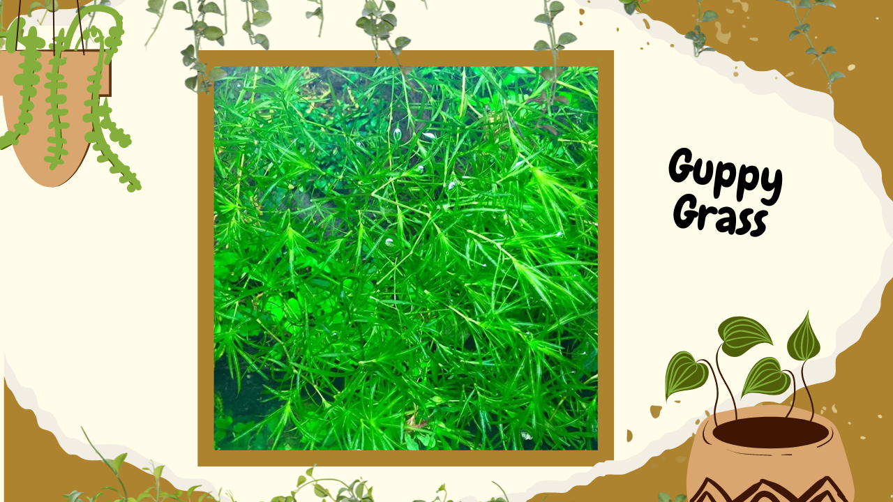 A collage titled "Guppy Grass," showing a vibrant green aquatic plant, also known as Najas grass, used in freshwater aquariums. The image has a snapshot of the plant submerged in water and creative graphics, suggesting it is beneficial for fish like guppies.