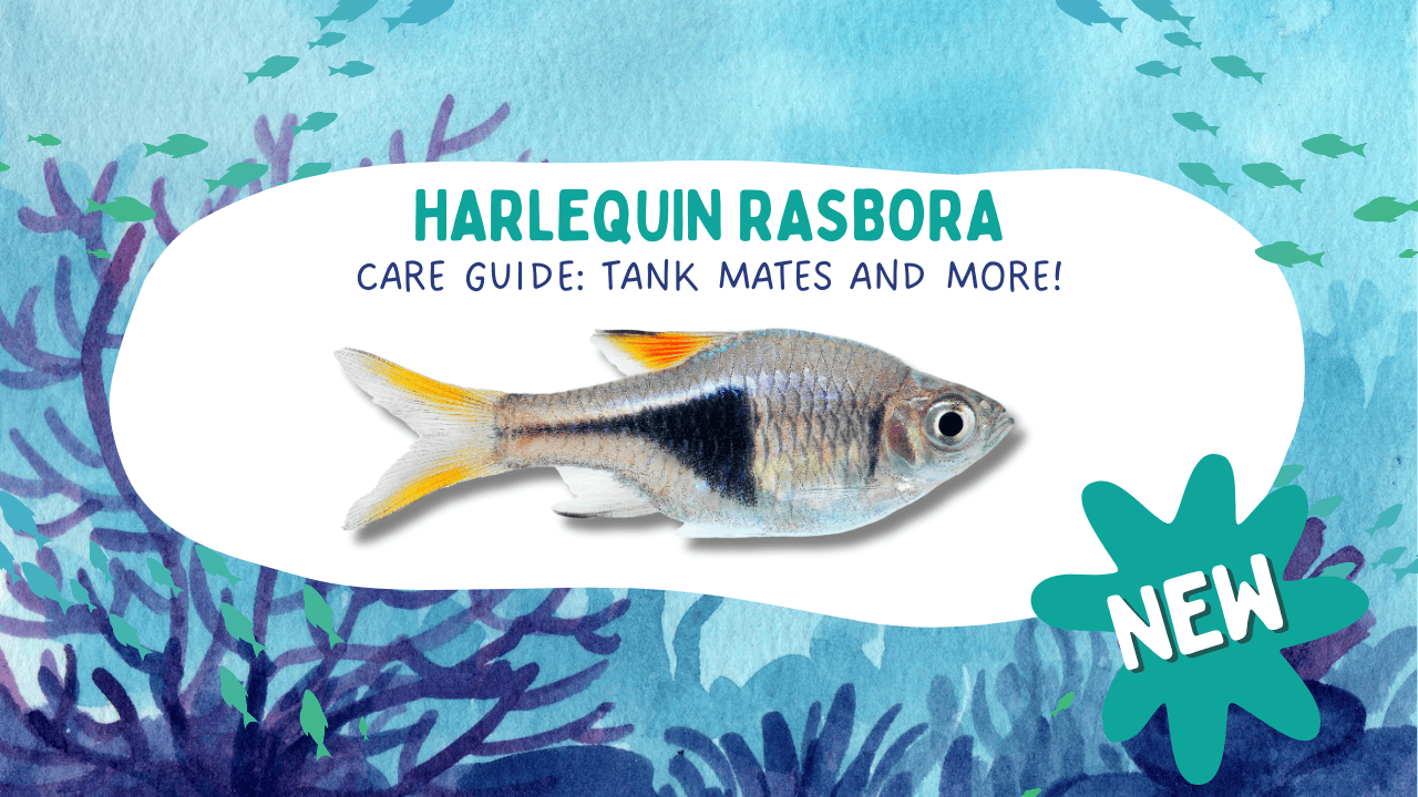 Harlequin-Rasbora-Care-Guide_-Tank-Mates-and-More (1)