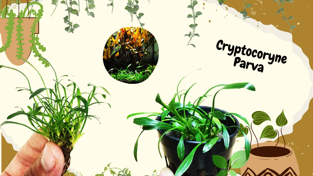 A playful and colorful collage highlighting the Cryptocoryne Parva, a popular nano aquarium plant, with images of the plant in a tank setting and as a potted specimen, adorned with creative graphics and the plant's name prominently displayed.