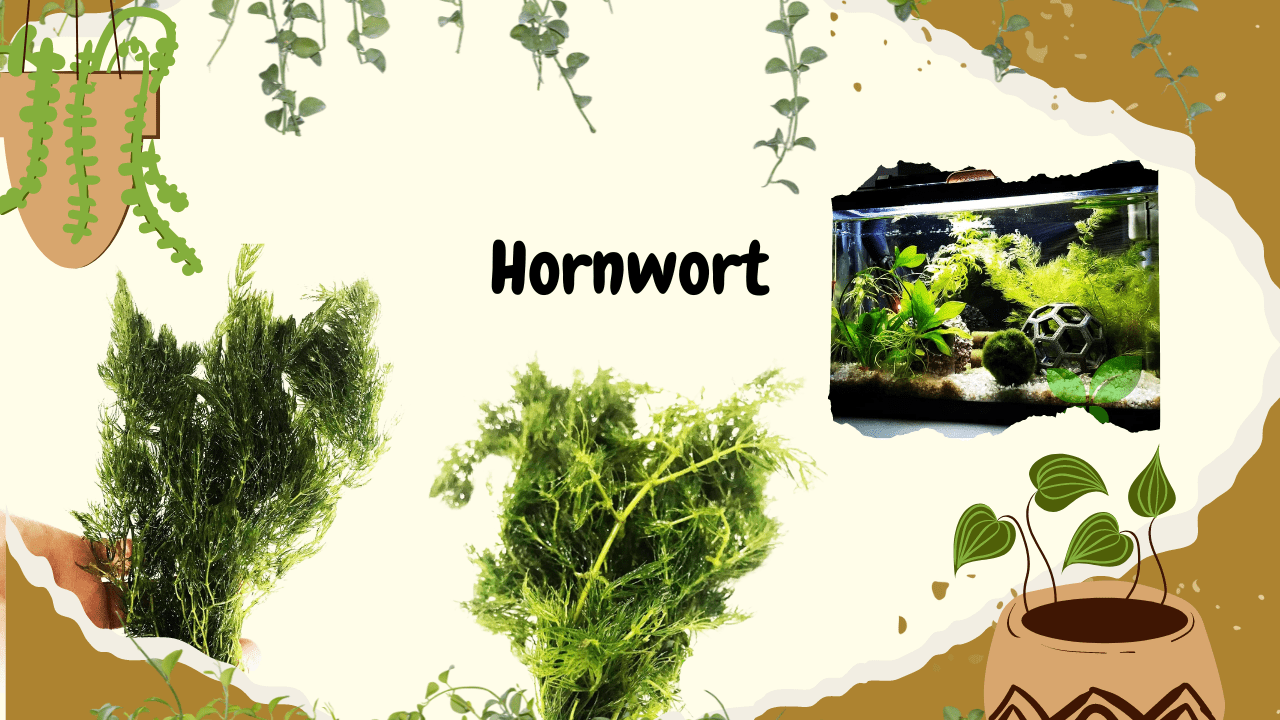 A whimsical graphic displaying Hornwort, a common aquarium plant, with two images of the plant's lush greenery alongside an aquarium scene, all presented with creative plant illustrations and a spattered paint background, complete with the name "Hornwort" in bold lettering.