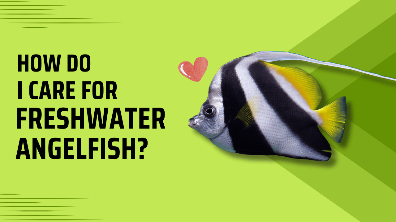 How-Do-I-Care-for-Freshwater-Angelfish_-Tank-Water-Quality