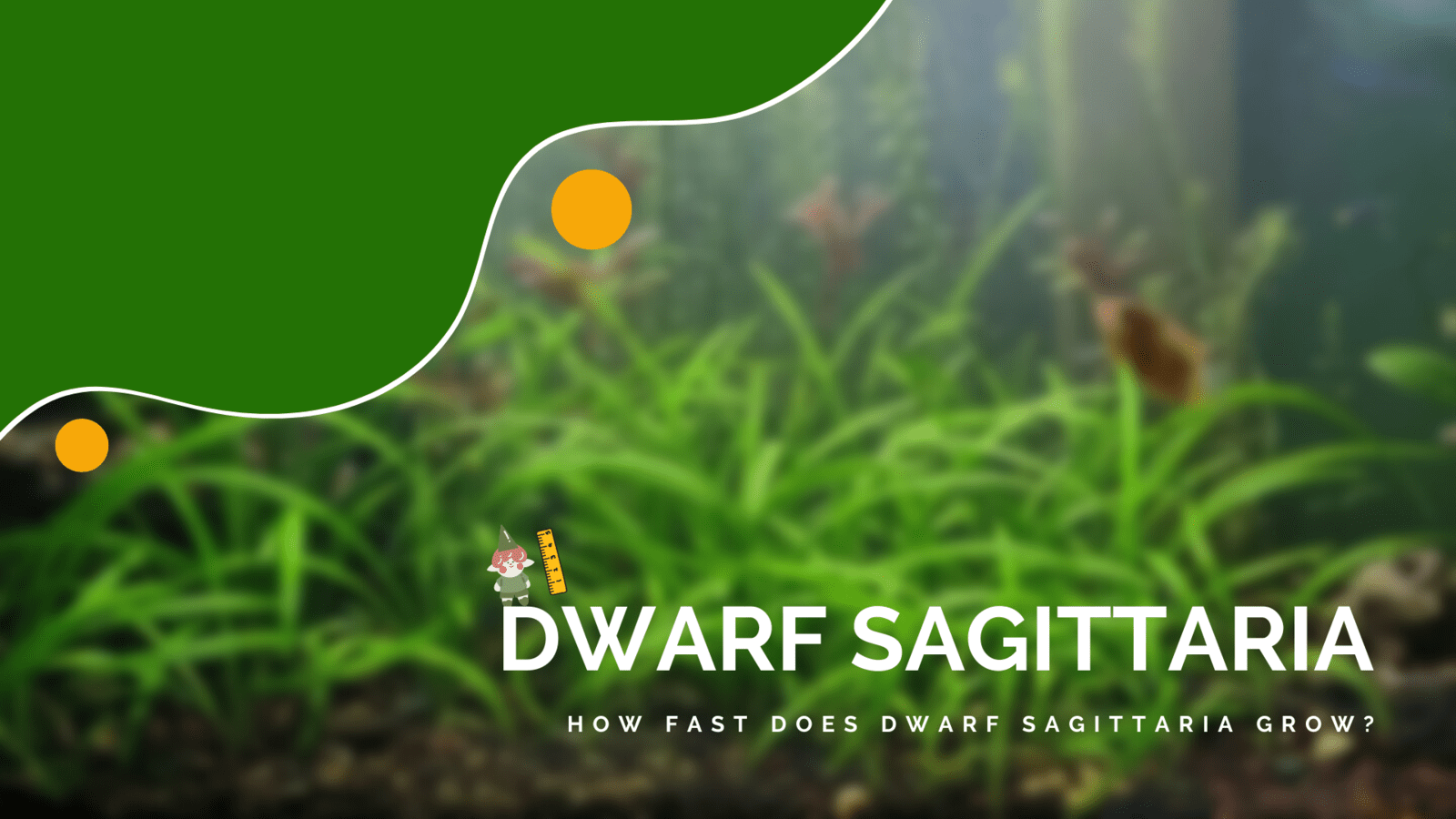 How-Fast-Does-Dwarf-Sagittaria-Grow