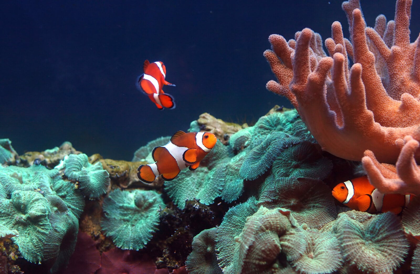 How-long-do-clownfish-live-1-scaled