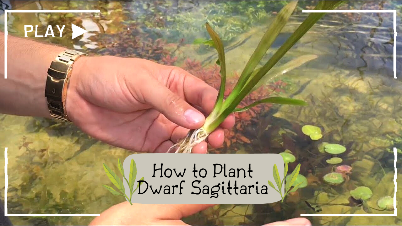 How-to-Plant-Dwarf-Sagittaria