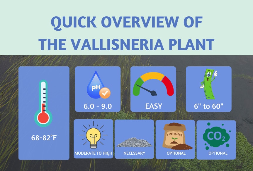 In-a-rush-Here-is-a-quick-overview-of-Vallisneria