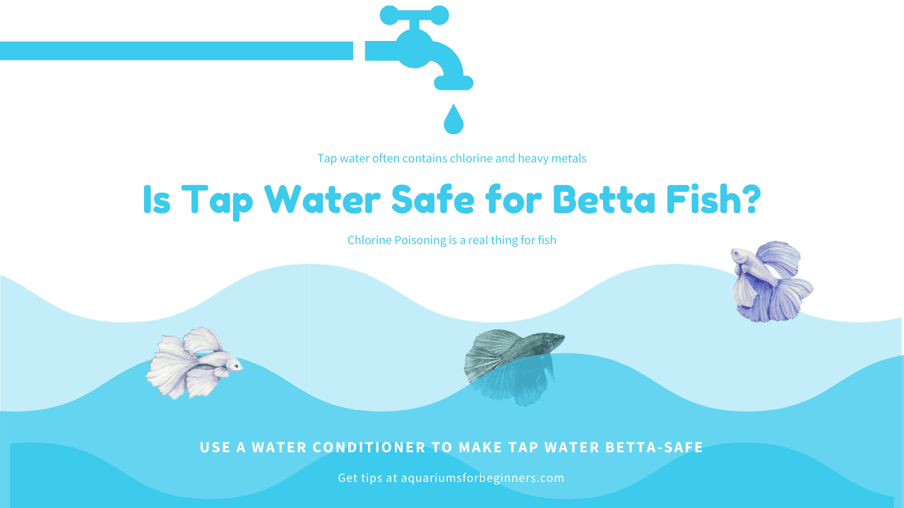 Is-Tap-Water-Safe-for-Betta-Fish