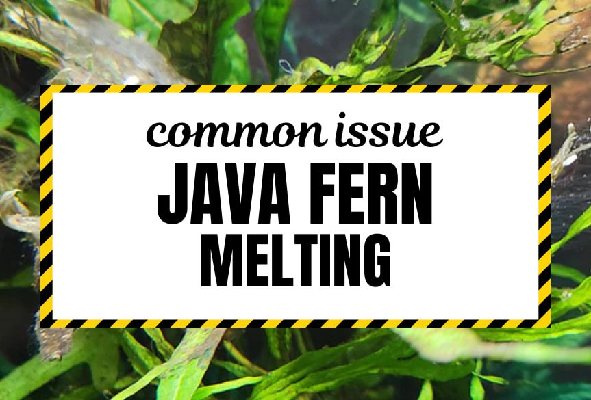 Java-Fern-Melt