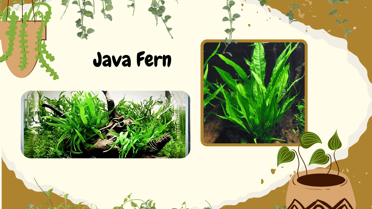 A beautifully arranged graphic illustrating Java Fern, with an aquarium image displaying the lush green plant in a natural underwater landscape and a close-up of its distinct leaves, all set against a backdrop of artistic plant illustrations and splatter details, with "Java Fern" prominently written.