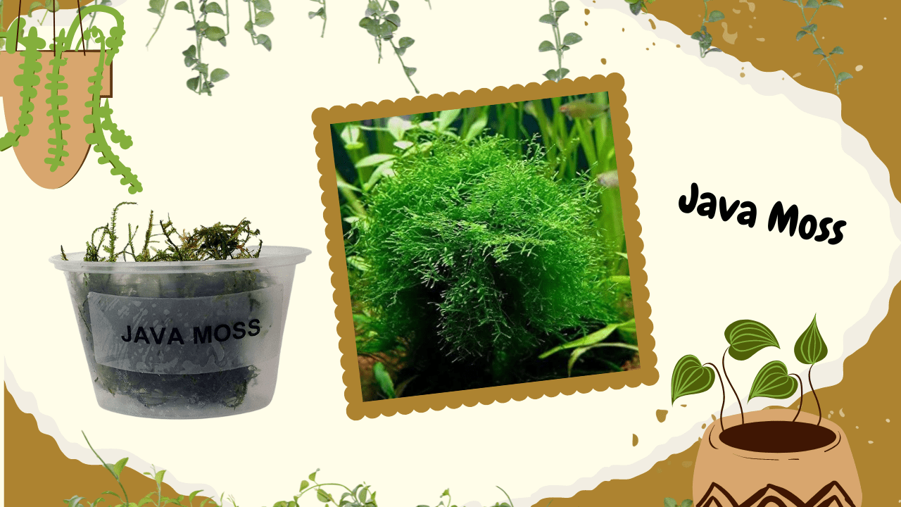 A vibrant display featuring Java Moss, with an image of the moss in a container labeled "JAVA MOSS" and a vivid, close-up picture of the moss in an aquatic setting, all adorned with decorative botanical illustrations and the text "Java Moss" in a playful font.