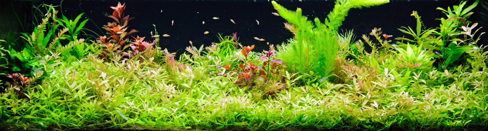 Jungle-Aquascape-scaled