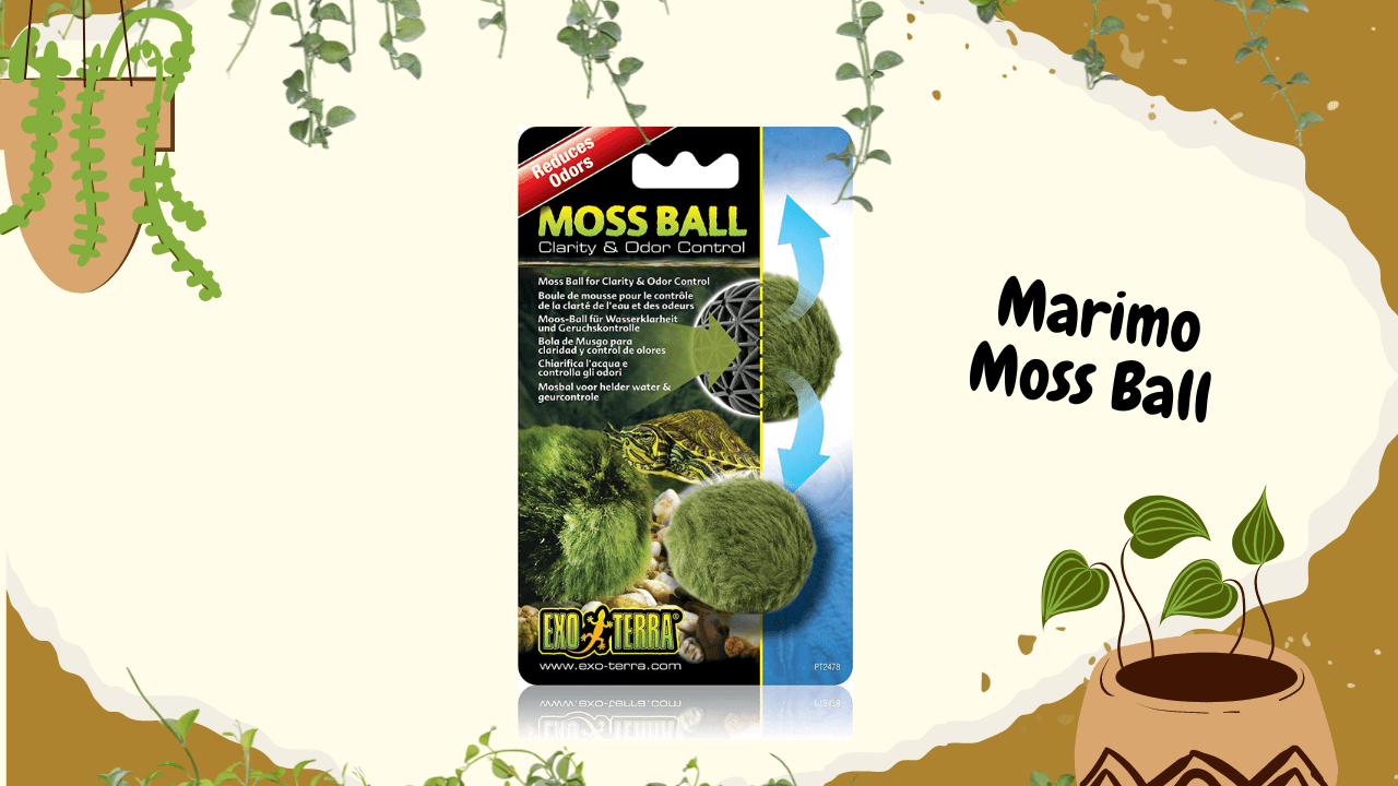 A creative and informative graphic showcasing the Marimo Moss Ball, including a product packaging image that promotes clarity and odor control in aquariums, with playful illustrations and the name "Marimo Moss Ball" displayed in a fun font.