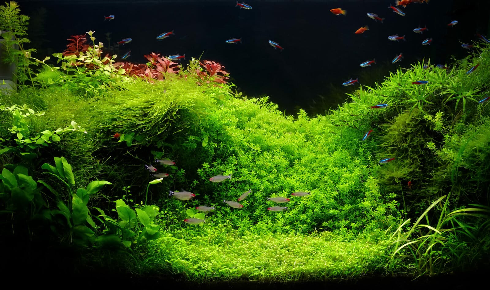 Nature-Amano-Aquascape-scaled