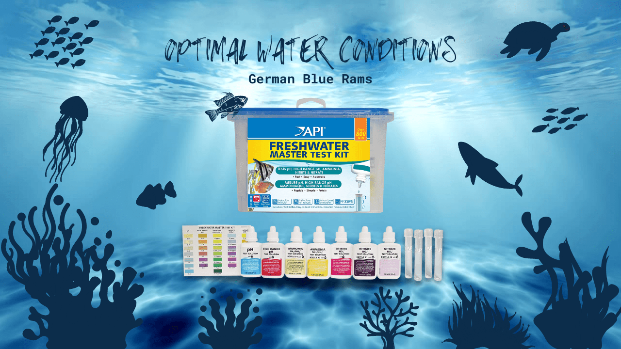 Optimal-Water-Conditions-for-German-Blue-Rams