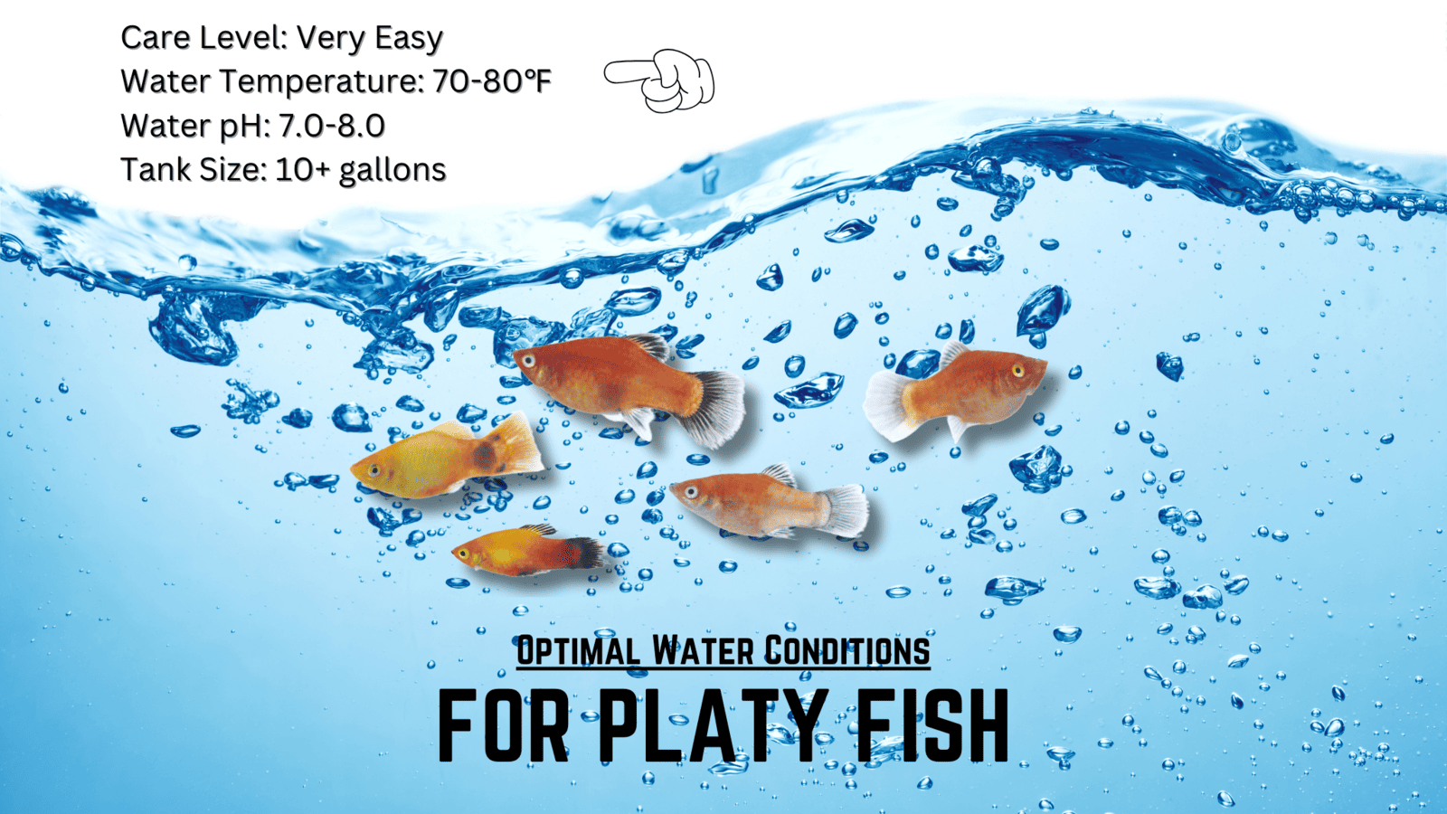 Optimal-Water-Conditions-for-Platy-Fish
