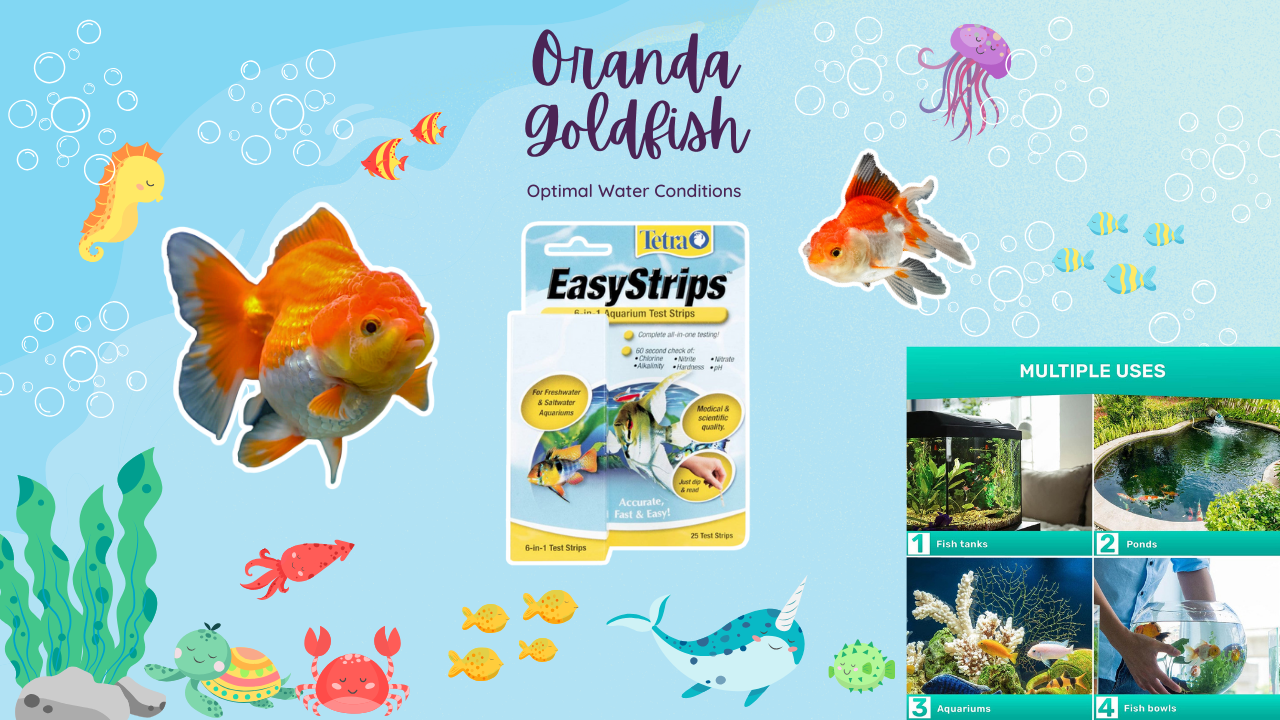 A colorful infographic titled "Oranda Goldfish Optimal Water Conditions" featuring images of vibrant oranda goldfish and a product called 'Tetra EasyStrips'. It highlights the multiple uses of the test strips in various aquatic environments like fish tanks, ponds, and aquariums.