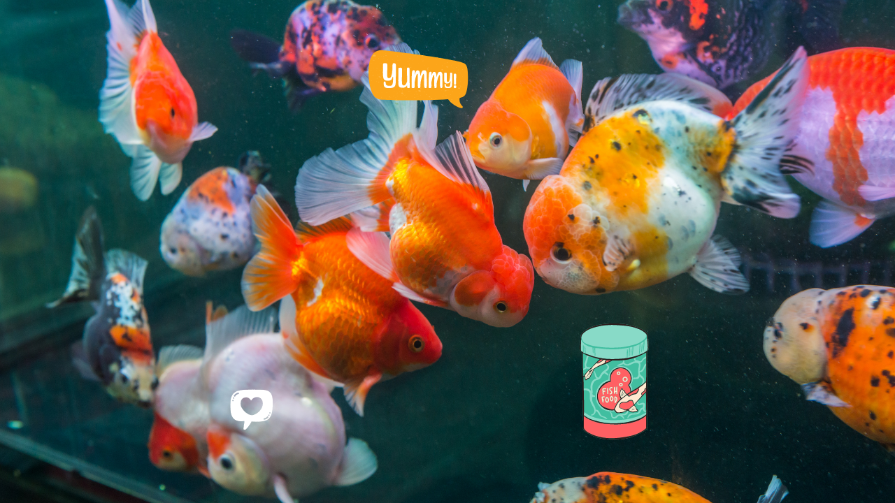 A snapshot illustrating the diet for oranda goldfish, part of "The Definitive Oranda Goldfish Care Guide (2024)." It shows a school of oranda goldfish in various patterns and colors, with a speech bubble reading "Yummy!" and an icon indicating love for the depicted fish food canister, suggesting the recommended diet.