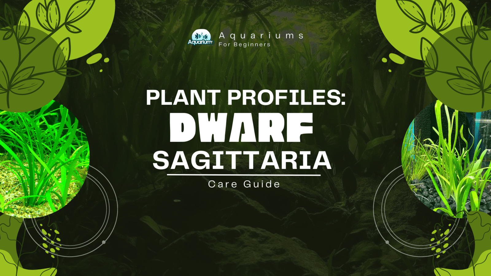 Plant-Profiles-Dwarf-Sagittaria-Care-Guide
