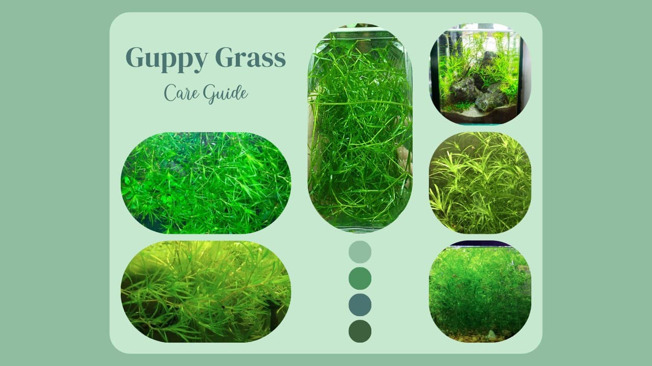 Plant-Profiles-Guppy-Grass-Care-Guide-May-2023