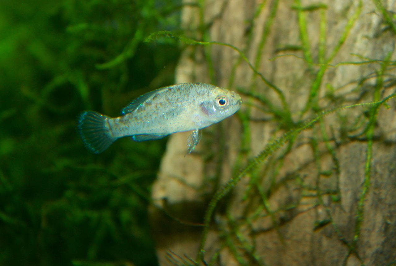 Pygmy-Sunfish
