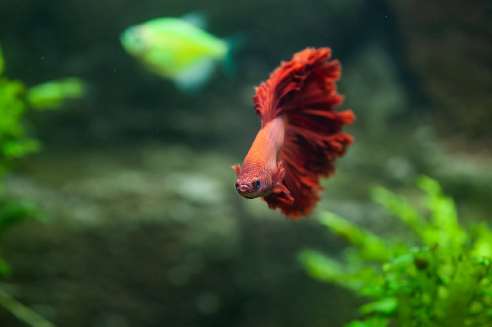 Red-Betta-scaled