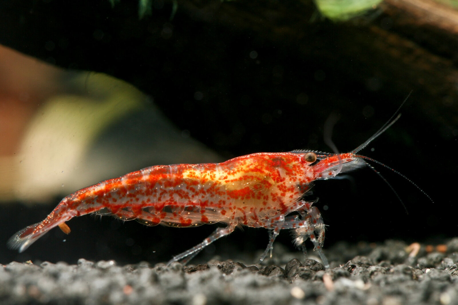 Red-Cherry-Shrimp-scaled