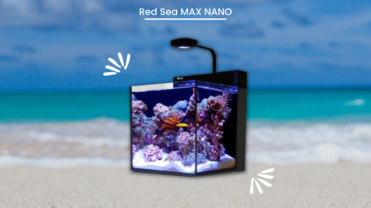 Red-Sea-MAX-NANO