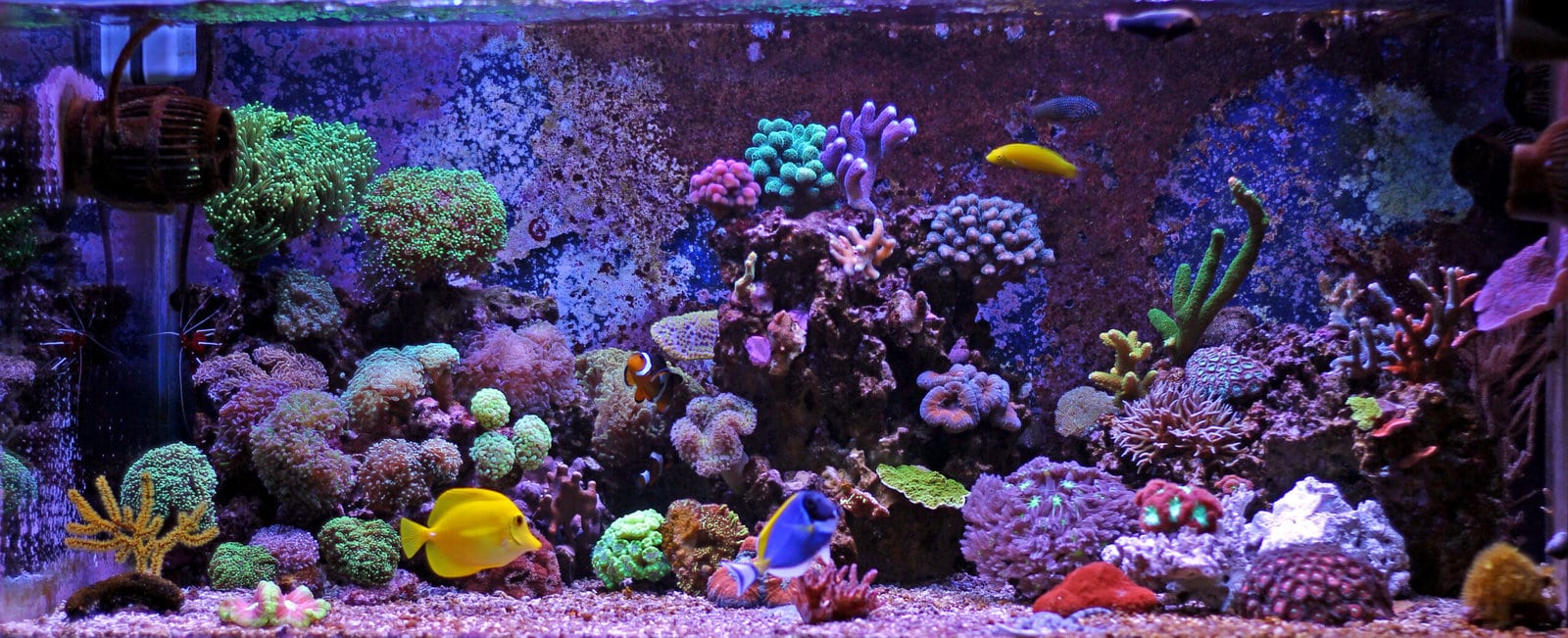 Reef-Tank-Aquarium-scaled