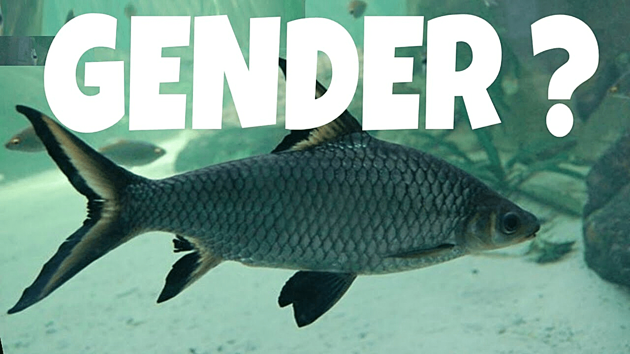 An infographic questioning the gender of a Bala Shark with a visible text overlay saying 'GENDER?