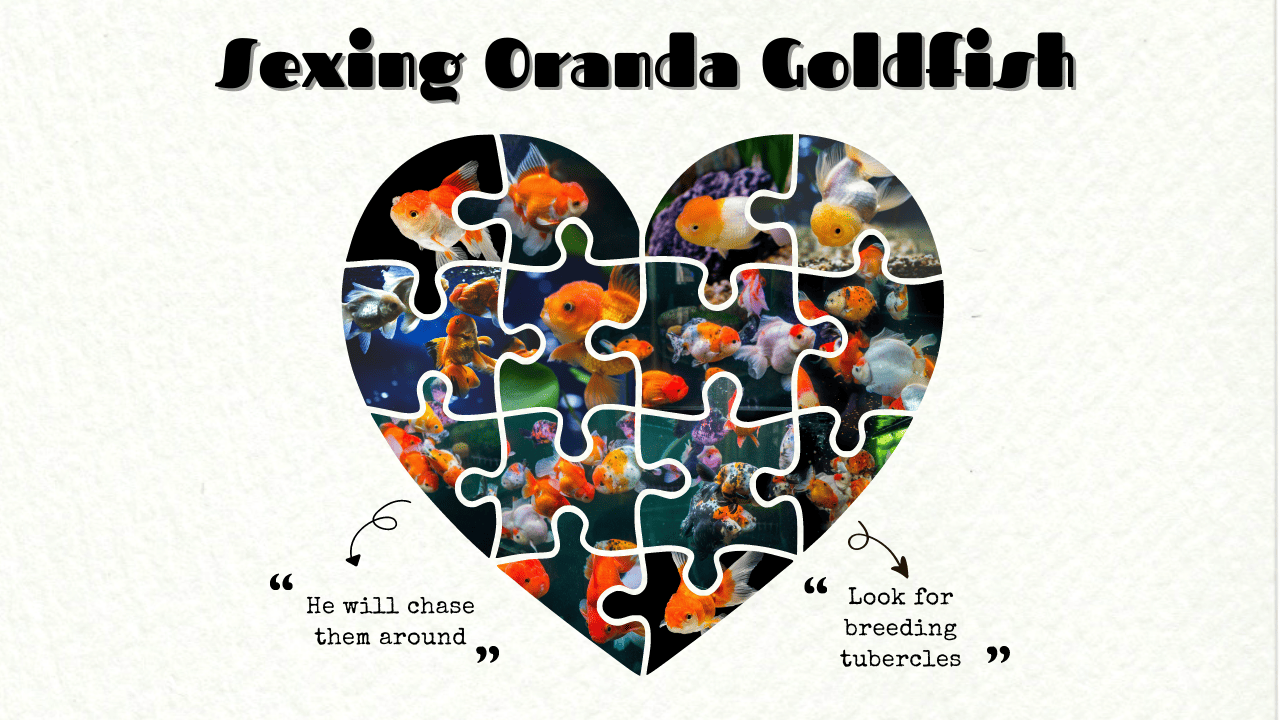 An educational piece from the guide showing a heart-shaped puzzle with images of oranda goldfish and tips for sexing them. It includes cues such as "He will chase them around" and "Look for breeding tubercles" to identify male goldfish, set on a textured paper background.