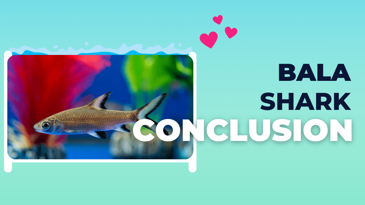 Conclusion section of a Bala Shark care blog, featuring an image of a Bala Shark with hearts above and bold text 'BALA SHARK CONCLUSION'.