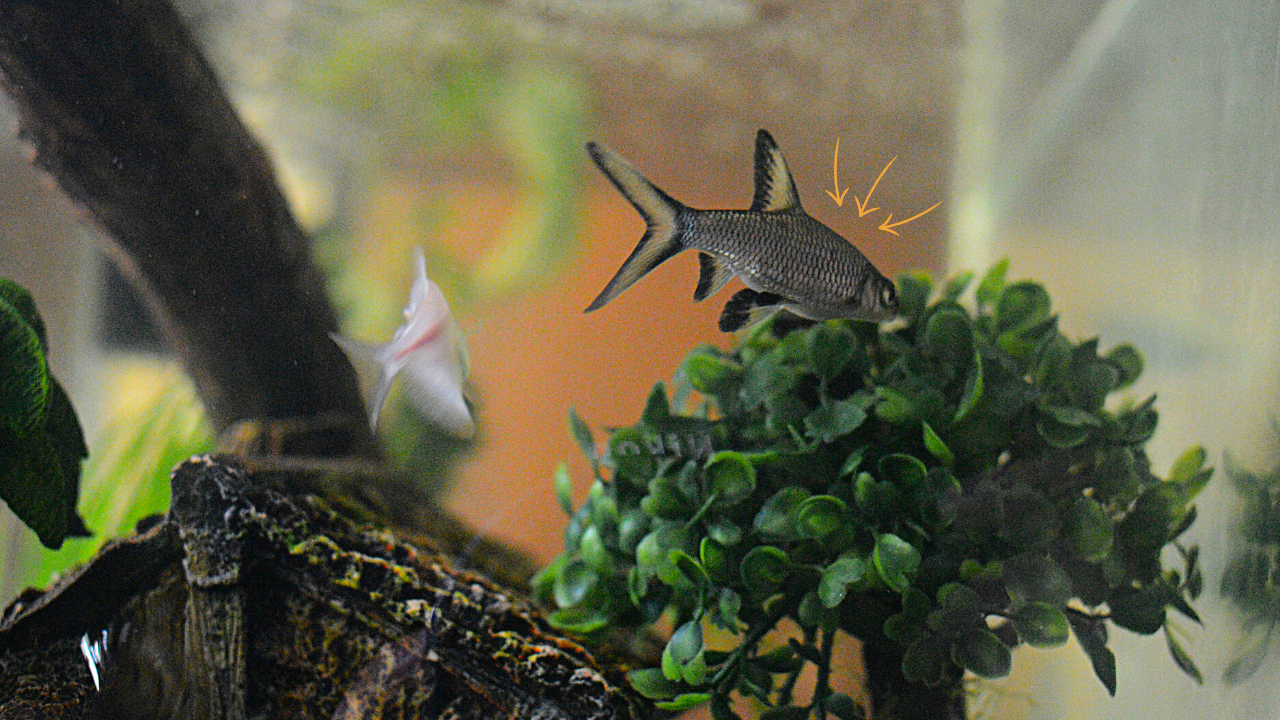 A Bala Shark in a home aquarium with plants and driftwood, and small, decorative orange arrows pointing at it.