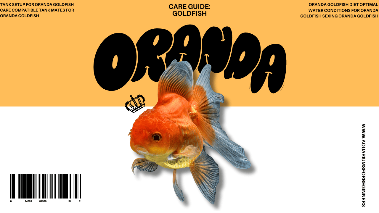 A promotional image for "The Definitive Oranda Goldfish Care Guide (2024)" with a bold 'ORANDA' title in black over a golden background. Below, a high-quality image of an oranda goldfish is featured alongside a barcode and text related to tank setup, diet, and optimal water conditions.